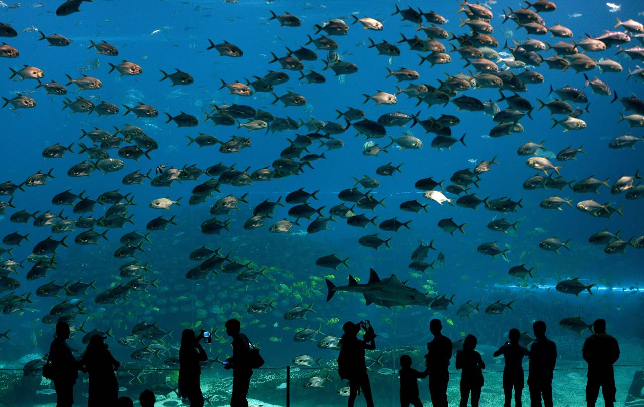 Visitantes observan peces en el acuario en el Reino Oceánico de Chimelong, en Zhuhai, China,  el 29 de abril de 2014. La instalación,que pretende ser el más grande parque temático de los océanos del mundo fue construido a un costo estimado de U$D 3.3  billones de dólares y abrió sus puertas en marzo de este año . (AFP / MARK RALSTON)