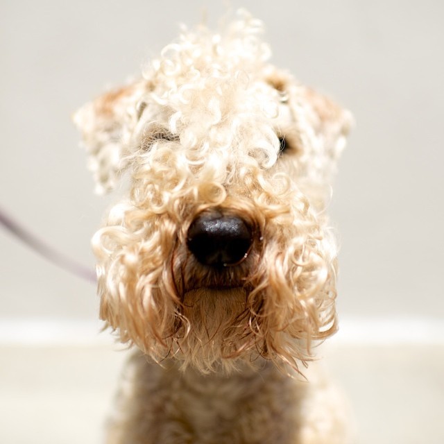 Stella, Wheaten Terrier, 22nd & 10th Ave, New York, NY