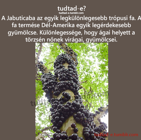 <p>A Jabuticaba az egyik legklnlegesebb trpusi fa. A  fa termse Dl-Amerika egyik legrdekesebb gymlcse. Klnlegessge, hogy gai helyett a trzsn nnek virgai, gymlcsei. </p>