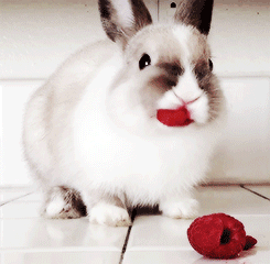 funny bunny gifs | WiffleGif