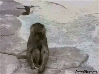 lawebloca:

Monkey vs. Mirror
