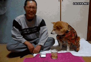 onlylolgifs:

Shiba Inu Prevents Owner From Drinking Alcohol