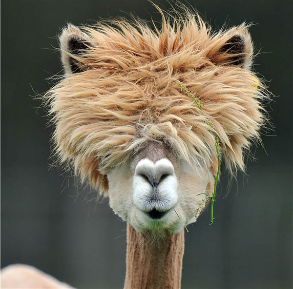 science animals alpaca alpaca hair funny looking funny lol humour