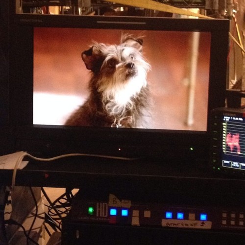 roricruegsegger Here at Glee, we employ an the out of work actors…..Eric Roberts, Michael Learner……and now, “Spike”……the Gremlin…!!!!!! #glee #setlife #scrapsthedog #gremlin