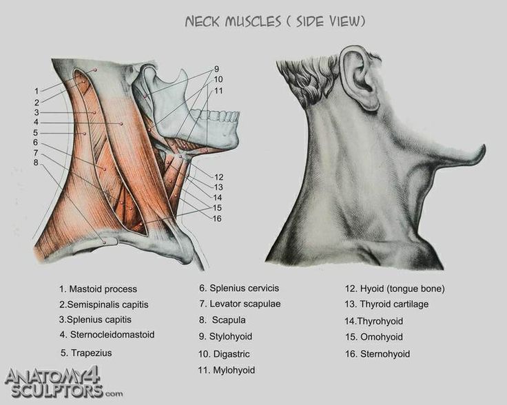 Featured image of post How To Draw Male Collarbones You ll start by establishing the skeletal structure then move on to