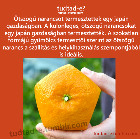 <p>tszg narancsot termesztettek egy japn gazdasgban. A klnleges, tszg narancsokat egy japn gazdasgban termesztettk. A szokatlan formj gymlcs termeszti szerint az tszg narancs a szllts s helykihasznls szempontjbl is idelis. </p>