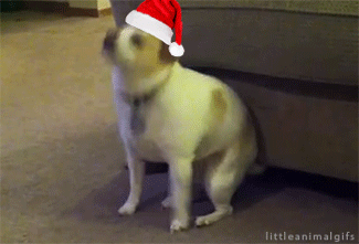 Thank you so much for visiting littleanimalgifs! Reaching 4,000+ followers is the best Christmas gift ever! Again, thank you and happy holidays!
This is me dancing in a santa hat! :3