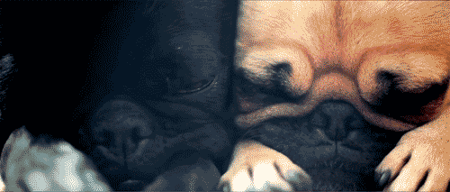  gif, pug, dog, puppy, puppies, dogs, cute, aww, adorable, eyes, wake up, tired, 