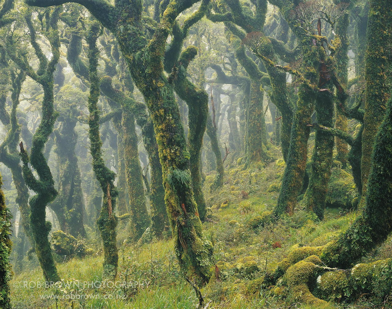 "Cloud Forest" - mossy Tararua Forest Park, New Zealand - Photo by Rob Brown