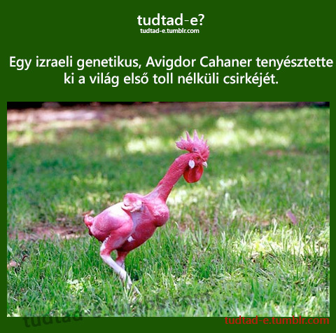<p>Egy izraeli genetikus, Avigdor Cahaner tenysztette ki a vilg els toll nlkli csirkjt.</p>
