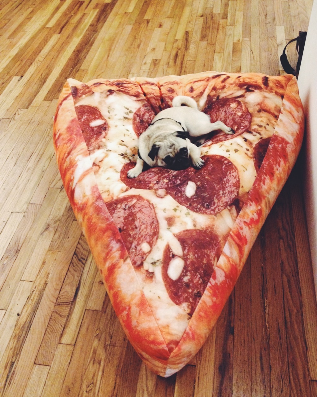 Pizza party pug