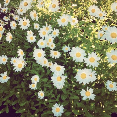 Morning Walk Daisies | Gets Me Every Time