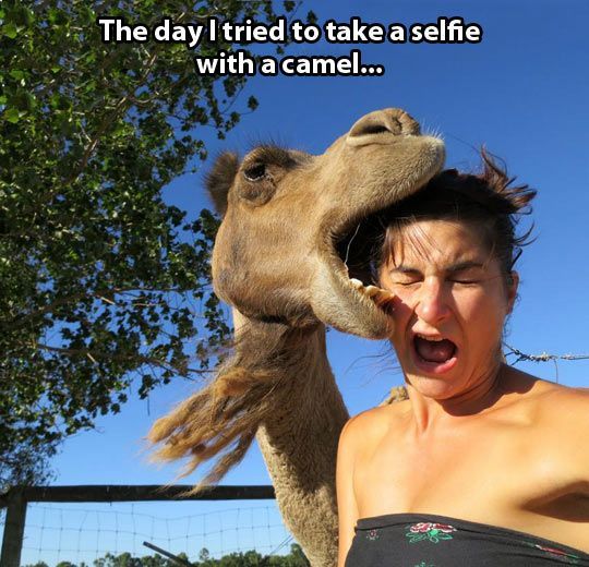 Funny pictures of the day (99 pics) The Day I Tried To Take A Selfie With A Camel