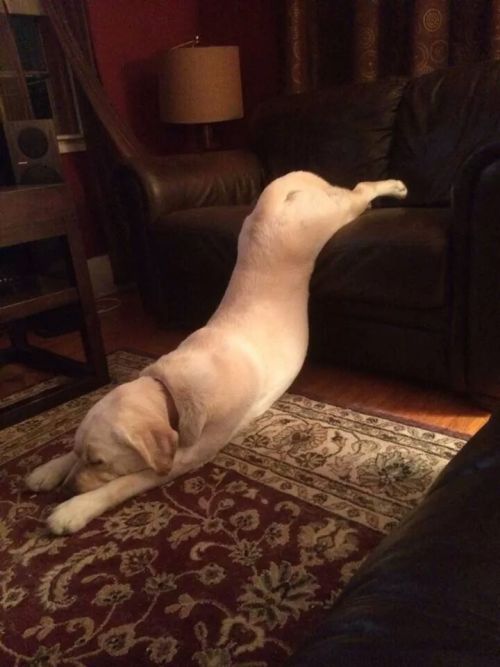 pleatedjeans:

He woke up and started to get off the couch then went back to sleeping like this. [x]
