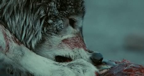 Resultado de imagen de wolve eating gif
