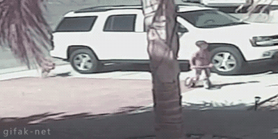 Cat Saves Boy from Dog Attack [ video ]