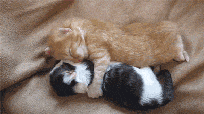 adorable sleepy kittens hugging each other adorably