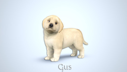 sims - Sims  3 : Животные Tumblr_n5qj8q4a2F1sev3f7o1_500