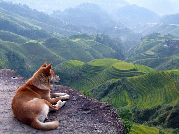 (via 10 animals with the most beautiful views | inspiration photos)