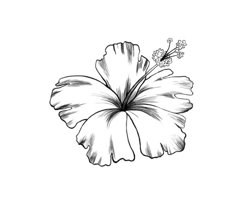 Go Back &gt; Pix For &gt; Hibiscus Flower Drawings