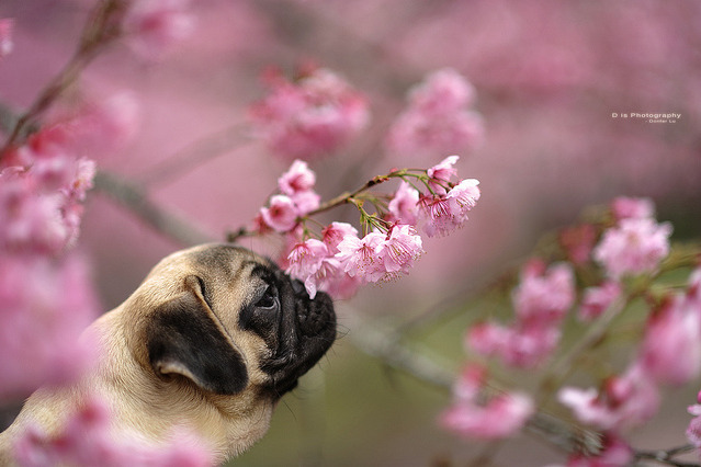 Image result for spring pug