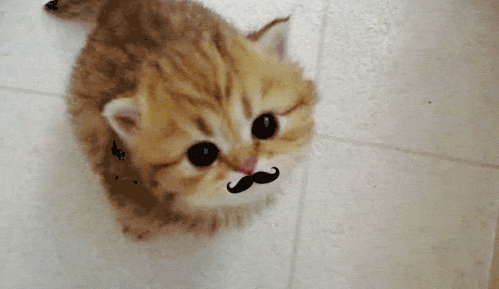 Kitten with a mustache.
