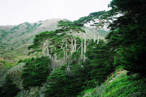 Download this Tangledleaves Big Sur picture