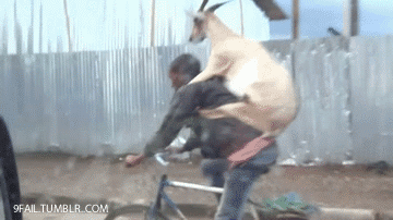 goat riding a guy riding a bike gif