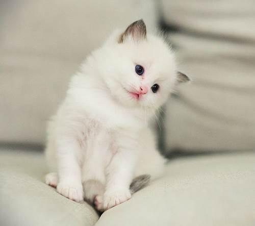 Fluffy white cat with blue eyes