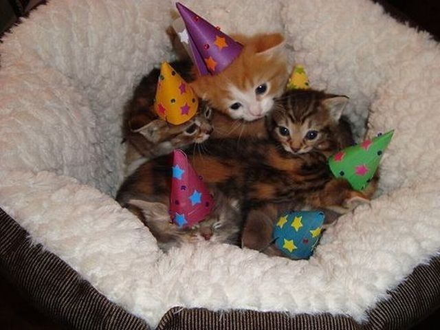 Cute cats with hats
