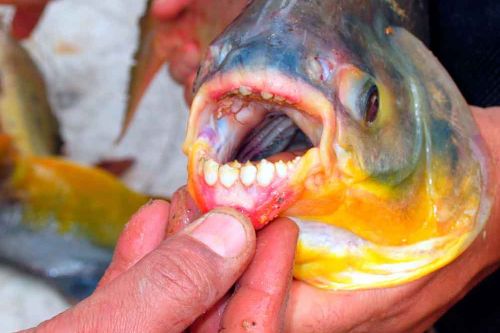 Piranha fish attacks girl
