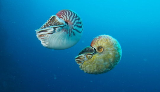 Nautilus shell sink