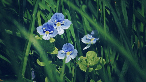 flower nature gif | WiffleGif