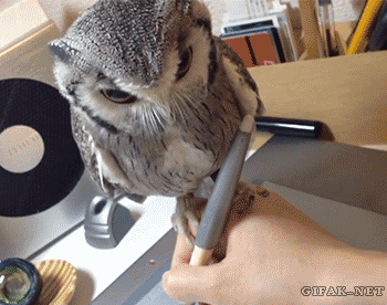 Owl Helps Guy Draw on Tablet