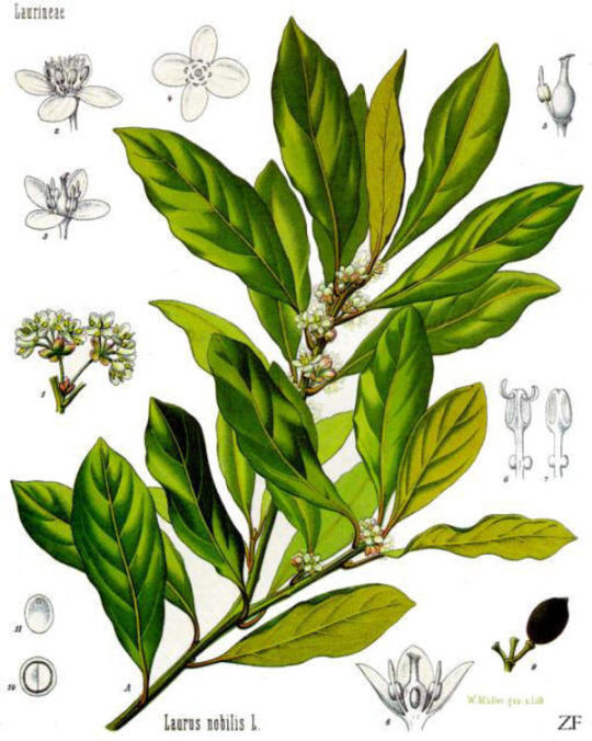 Bay laurel tree