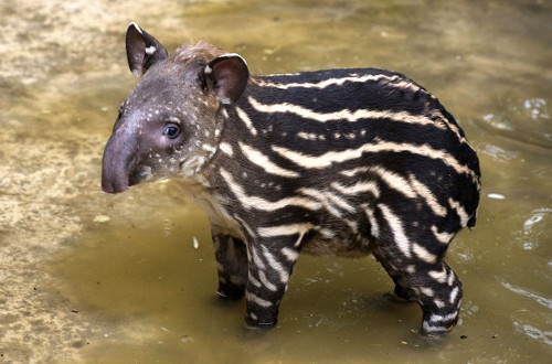 Felix the tapir