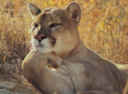 Cougar funny lion pics