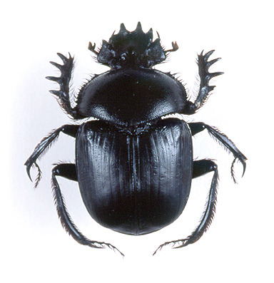 Beetle jizum