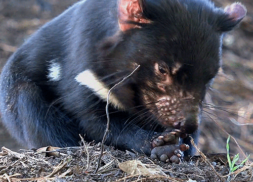 Tasmanian Devil Gif 1