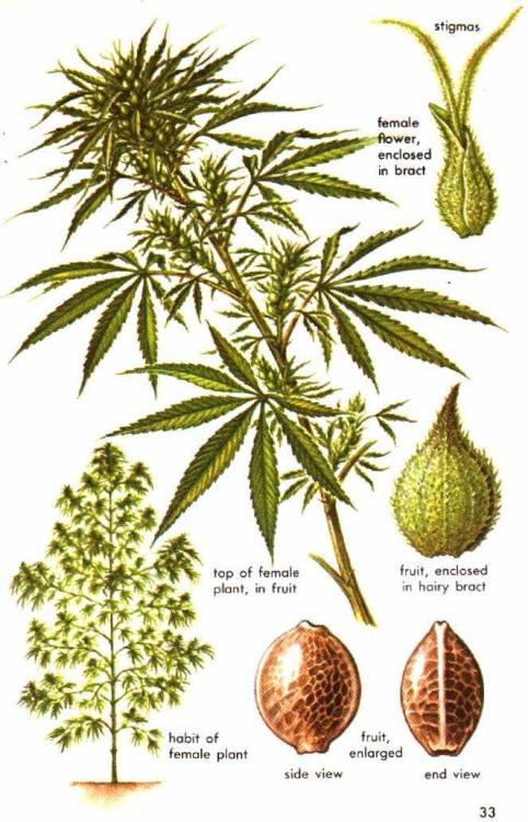 Male marijuana plant