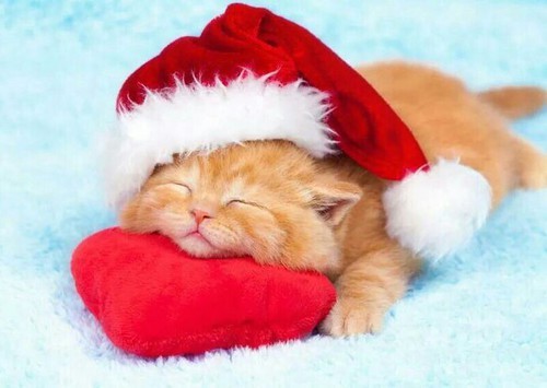 Cute christmas cats