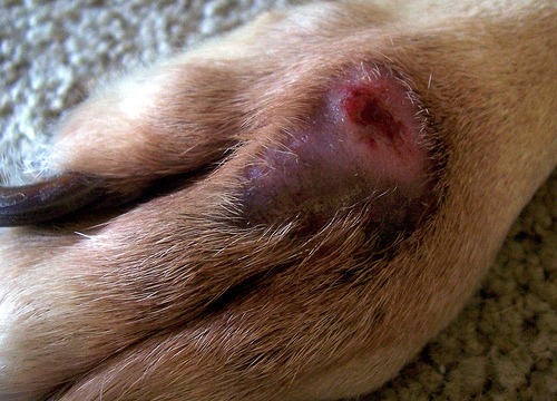Black spots on dogs skin