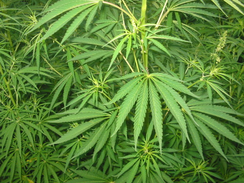 Male female cannabis plant pre flower hard sex