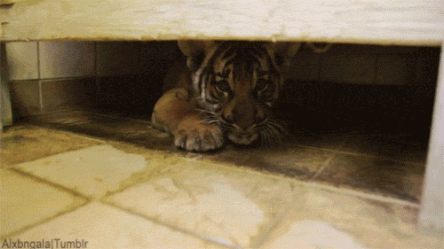 baby tiger gifs | WiffleGif