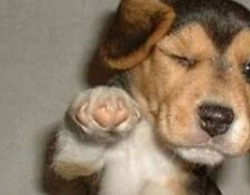 Who s awesome you re awesome puppy