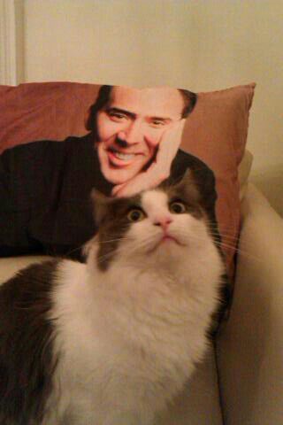 awwww-cute: I don’t think my cat likes my new pillow 