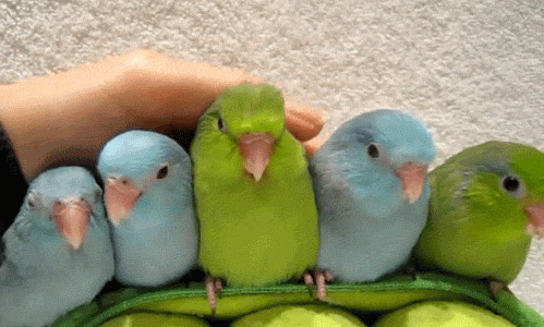 birds cute gif  WiffleGif