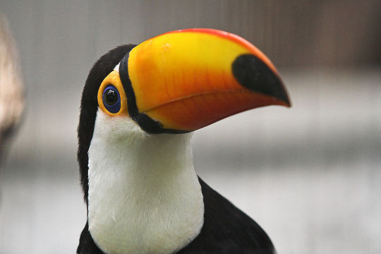 Keel billed toucan mom xxx picture