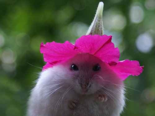 beggars-opera:

To anyone who is having a bad day, I give you this hamster wearing a flower hat.
