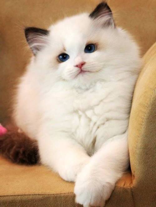 Fluffy white cat with blue eyes
